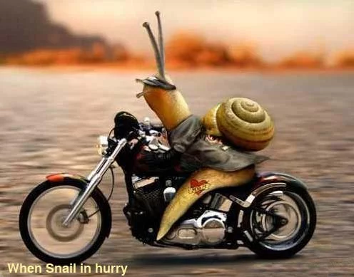 funny-animals-2.webp