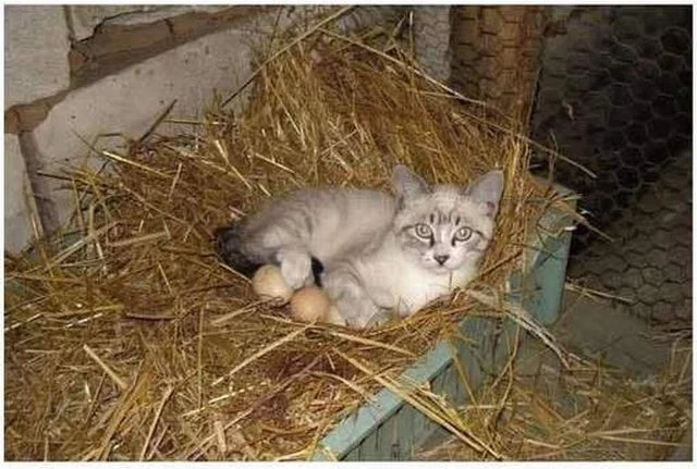 funny-animals%20(10).webp
