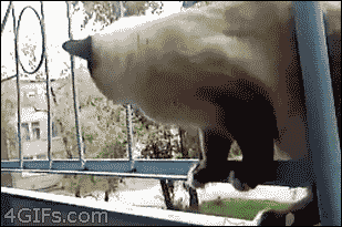 funny-cat-gifs-051-005.gif