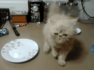 funny-cat-gifs-063-006.gif