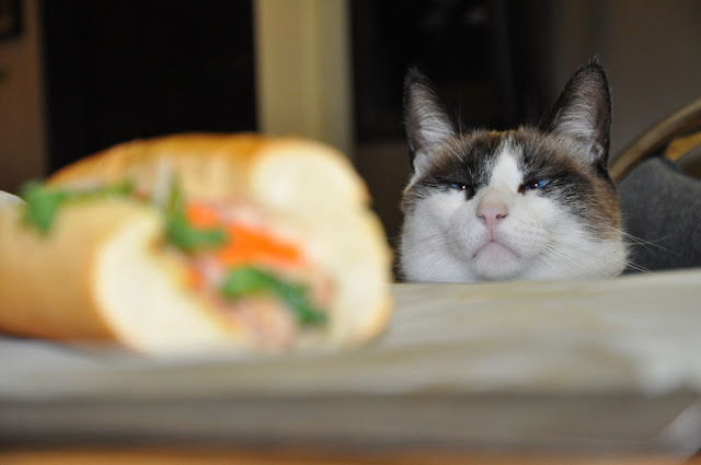 funny-cat-pictures-028-001.jpg