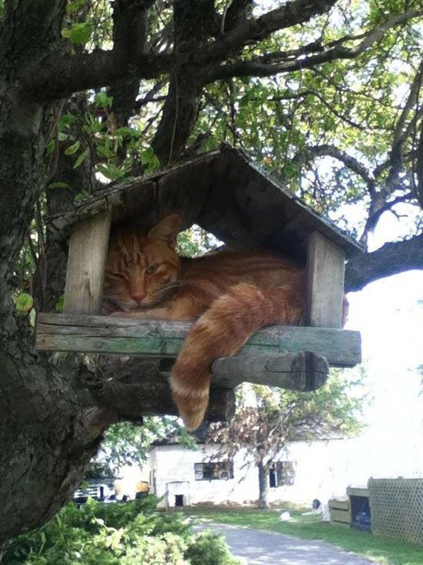funny-cat-pictures-051-013.jpg