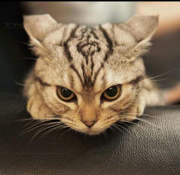 funny-cat-pictures-054-007.jpg
