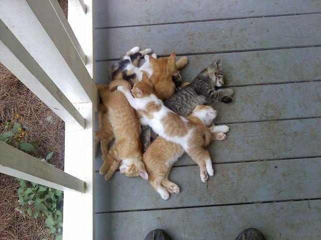 funny-cat-pictures-061-014.jpg