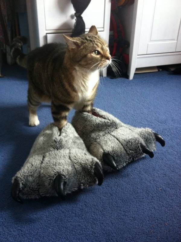 funny-cat-pictures-064-003.jpg
