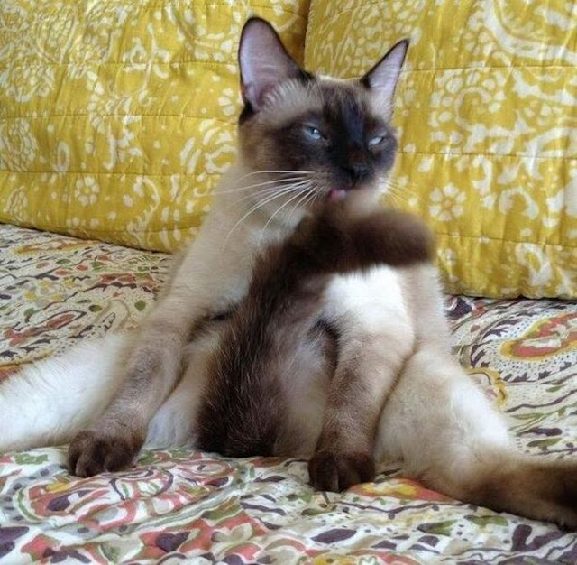 funny-cat-pictures-064-013.jpg