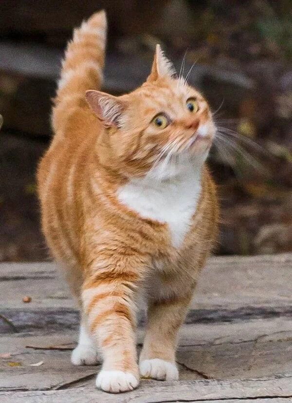 funny-cat-pictures-096-003.webp