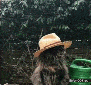 Funny-Cat-Wearing-Hat-Video-Gif.gif