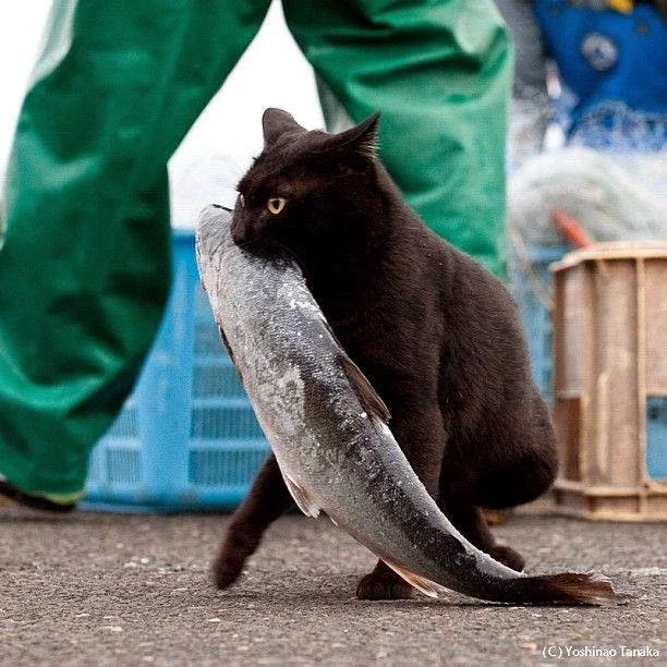funny-cats-109-010.webp