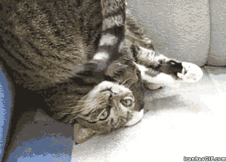 funny-gif-crazy-cat-upside-down-couch.gif
