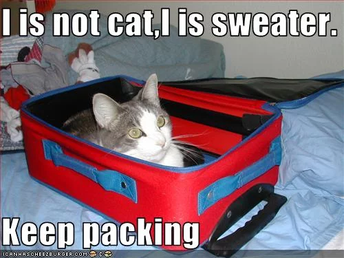 funny-pictures-cat-pretends-to-be-sweater.webp