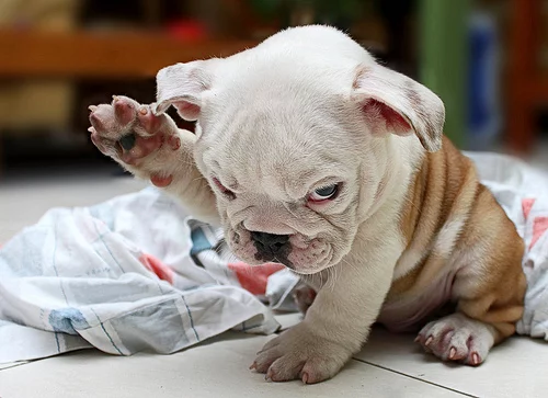 funny-puppy.webp