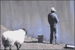funny_animals_05.gif