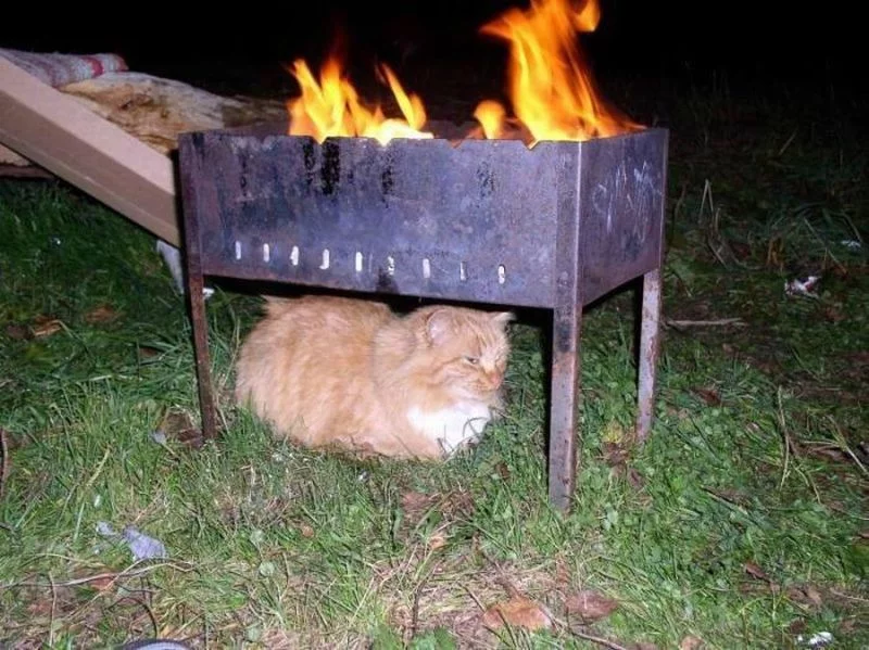 funny_animals_cm_20120413_00679_018.webp