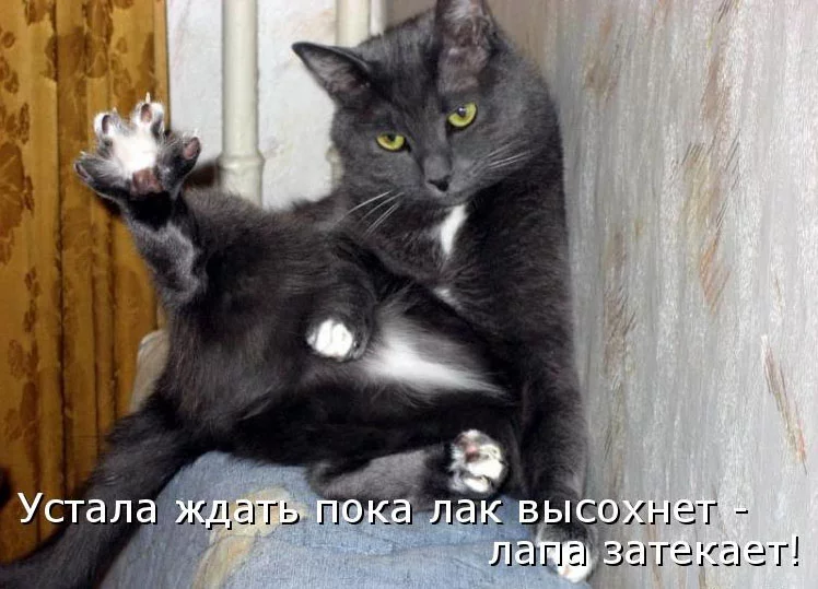 funny_cats_30.webp