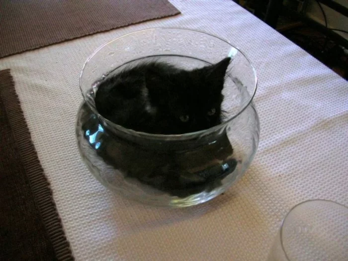 funny_cats_87.webp