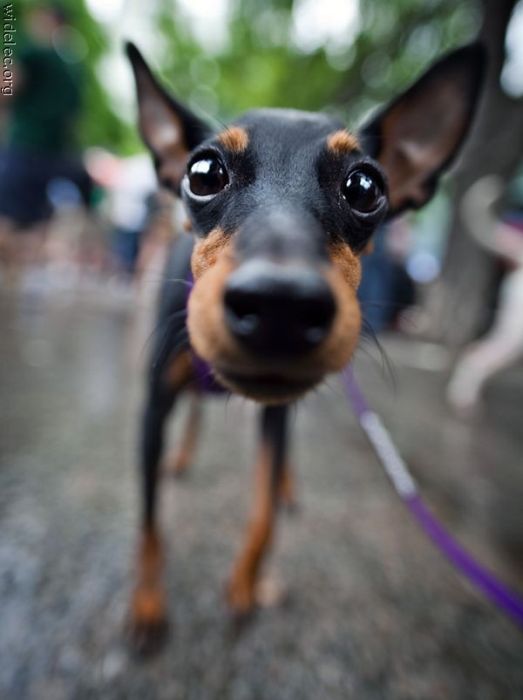 funny_dogs_46.jpg