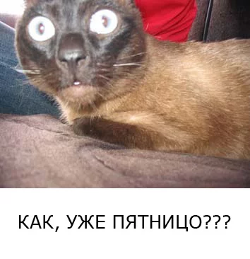 funpic.webp
