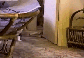 g0bacb.gif