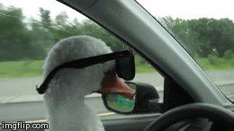 g4cegd.gif