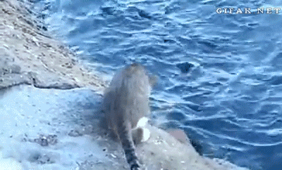 g5dfjj.gif