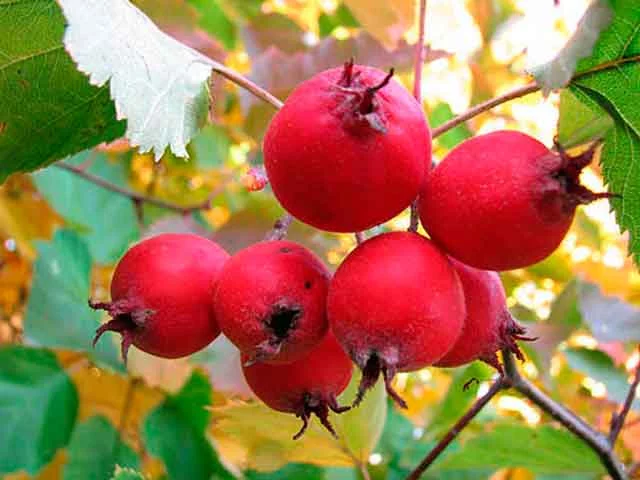 g6gbbh.webp