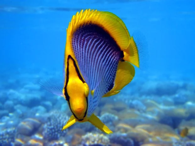 gacf9a.webp