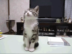 gacj0f.gif