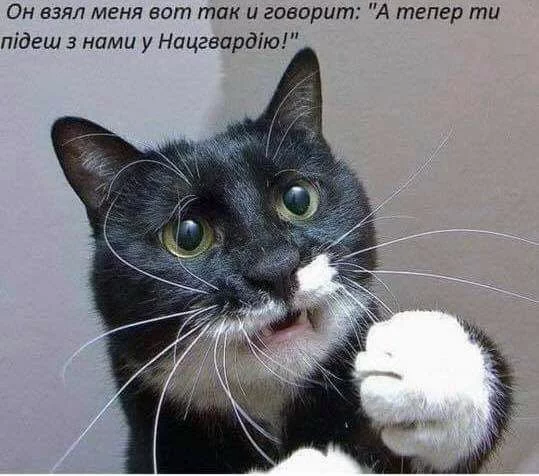 gafdc2.webp