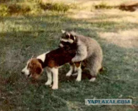 gaja8d.webp