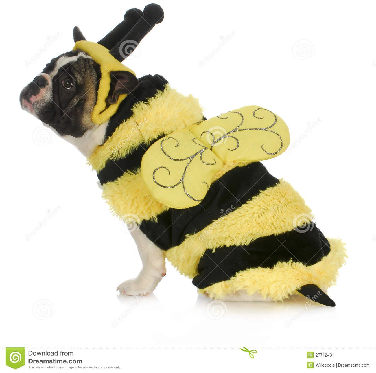 gajaj8.webp