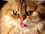 gaJGMNcOClA5mLjimscxvBsKv5D8uzYtjlM9NFXIPDTv2YAYbC.webp