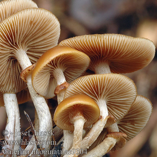 galerina_marginata_ac9304.jpg