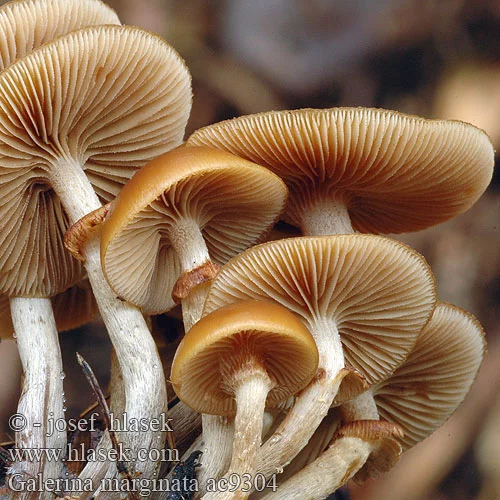 galerina_marginata_ac9304.webp