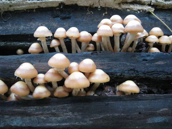 galerina_marginata_by_a_sha_f-d5icbne.webp