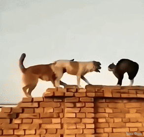 Gangster_catscats_funnyvideo_gangsta_gangstasparadise (2).gif