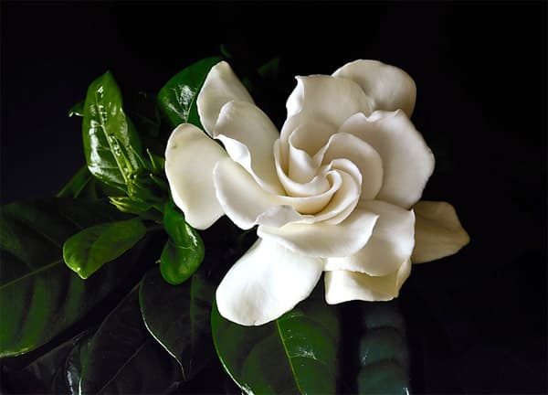 Gardenia(1).jpg