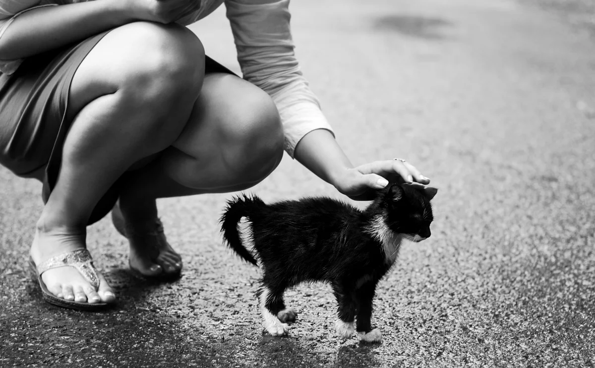 gato+lluvia1.webp