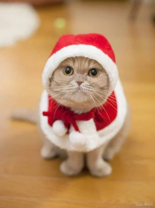 Gatos-Natal-3.jpg