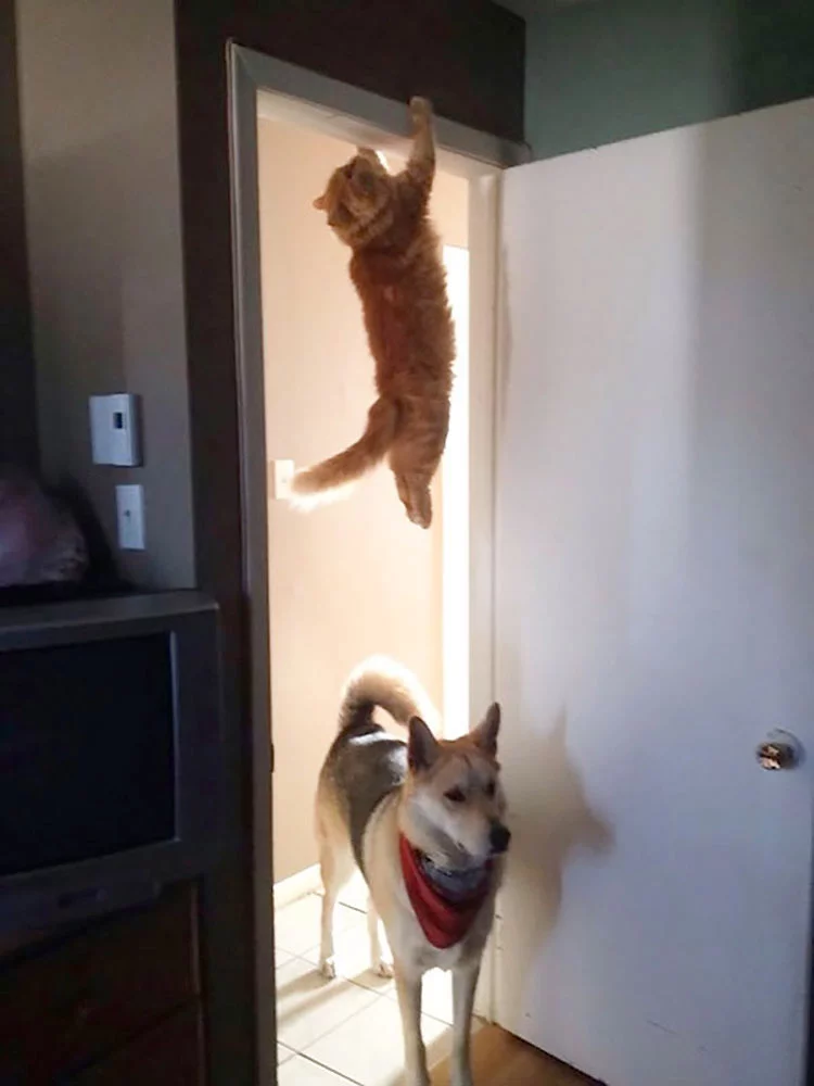 gatos-ninja-2.webp