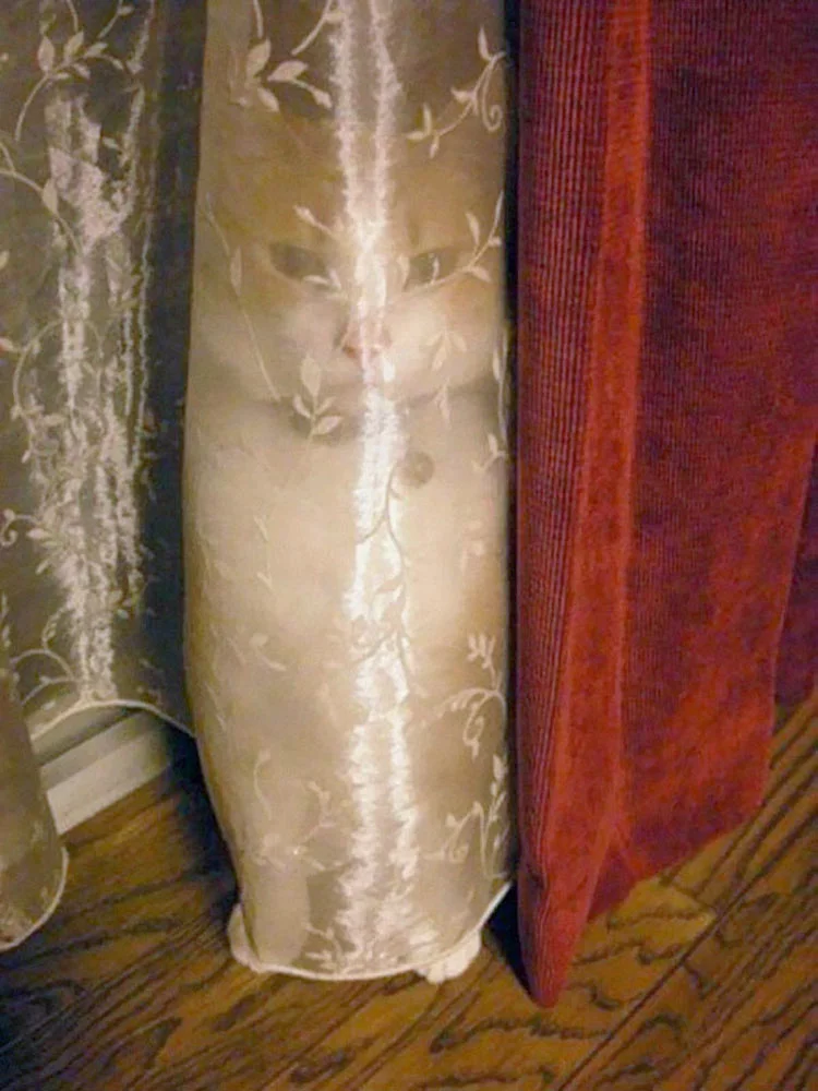 gatos-ninja-7.webp
