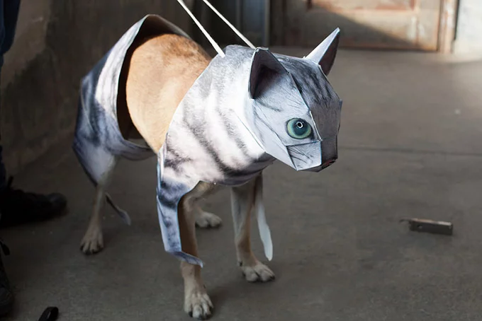 gatto-1.webp