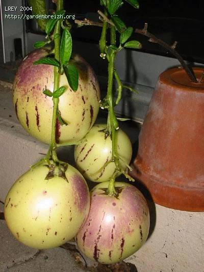 GBDB_photo_48.webp