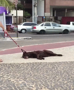 gbfcj6.gif