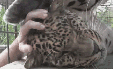 gc3eaj.gif