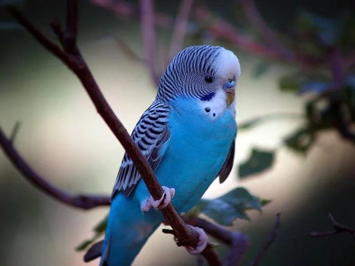 gcb2hh.webp