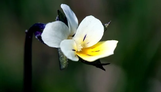 gd1cfc.webp
