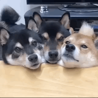 gd7bee.gif