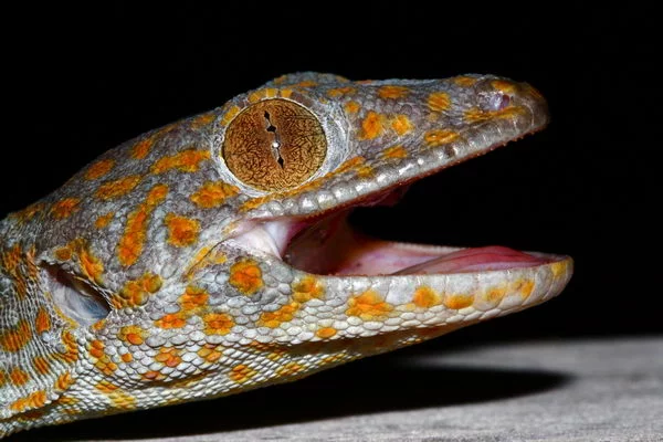 gecko_toki_03.webp