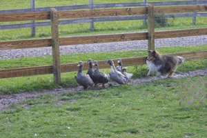 geese%2Bpolice.webp